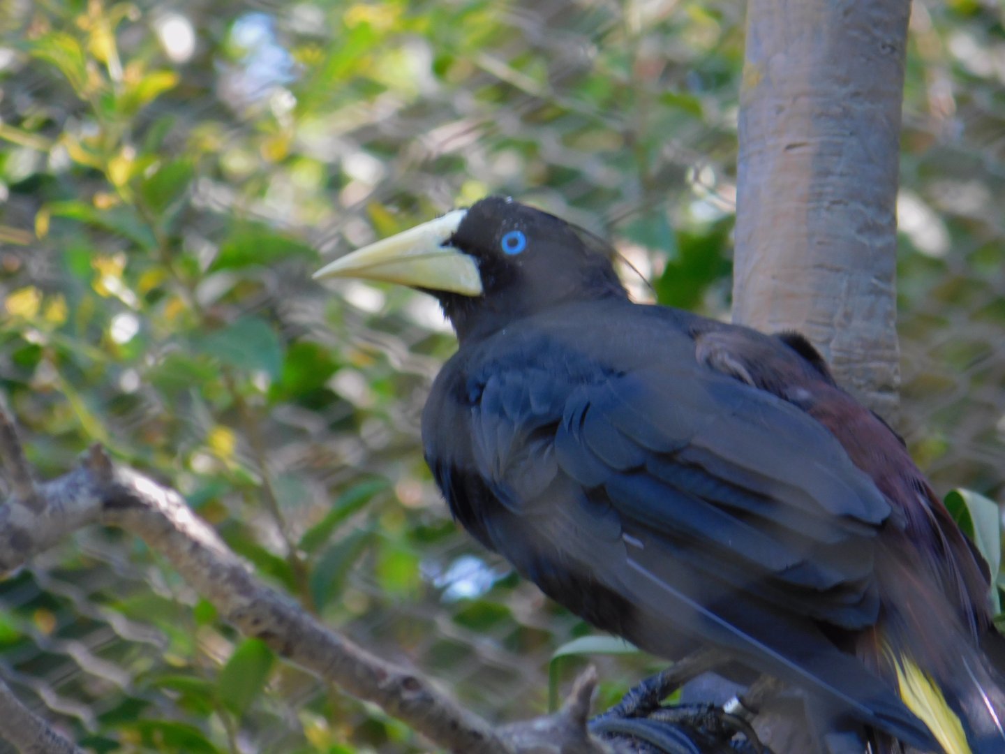 Crested Oropendola