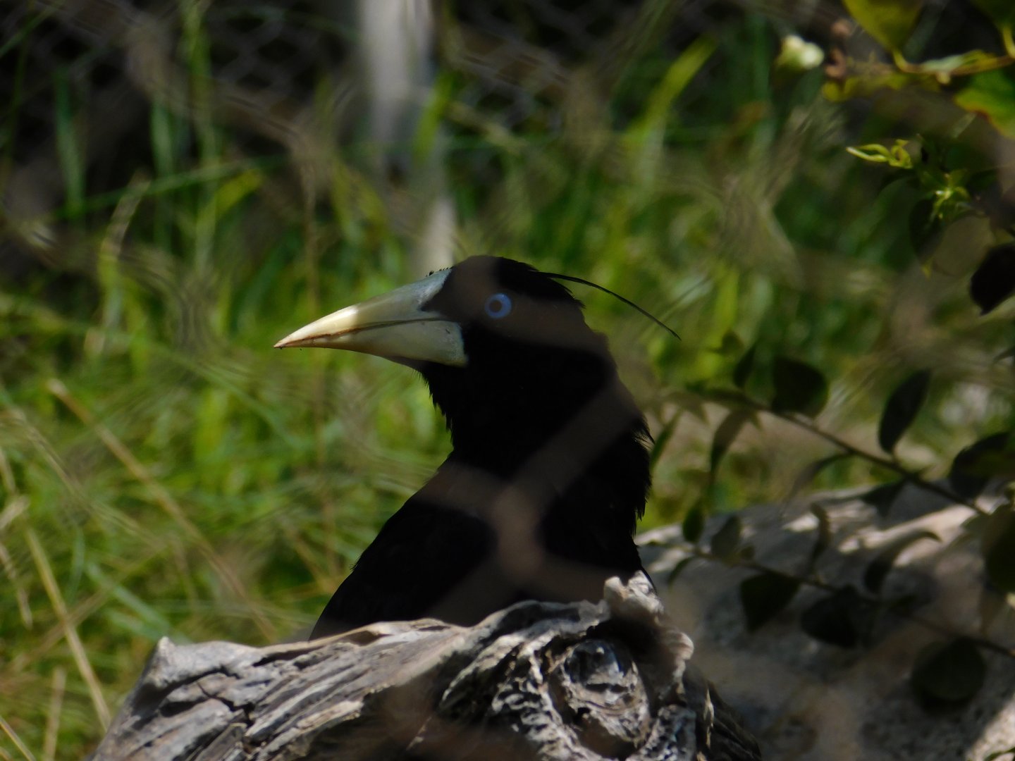 Crested Oropendola