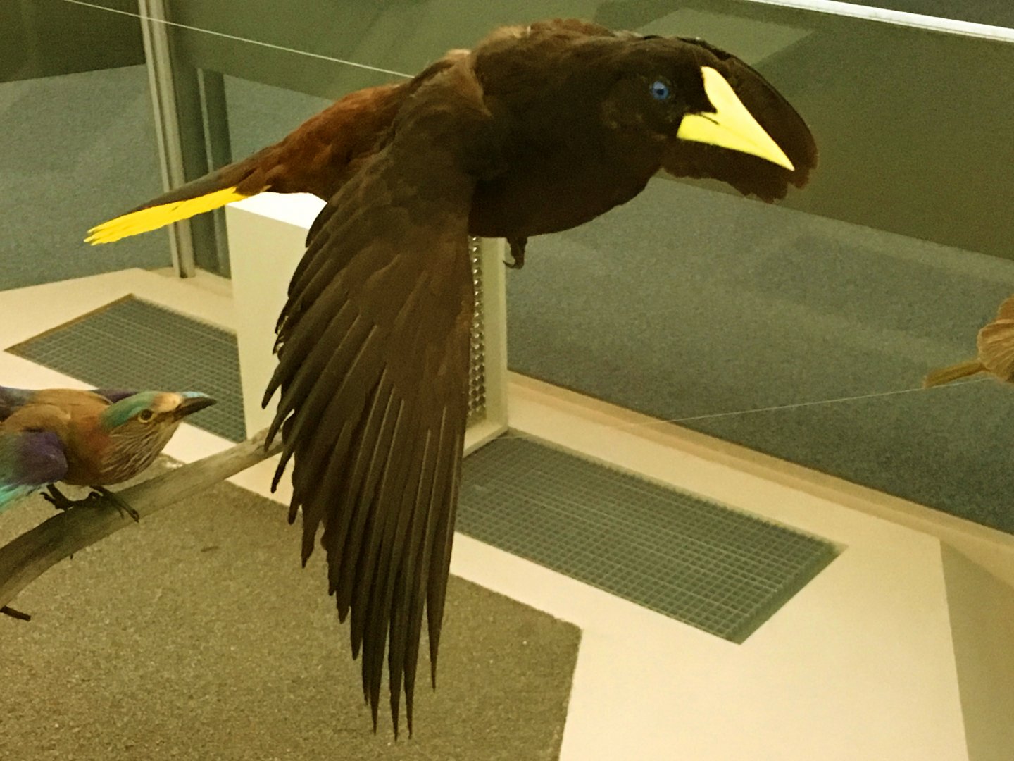 Crested Oropendola