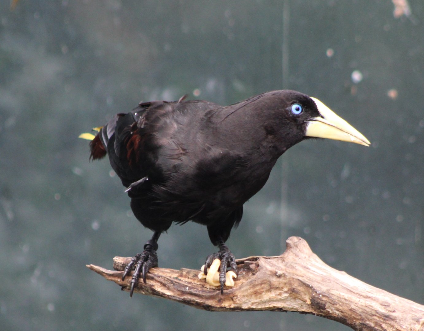 Crested oropendola