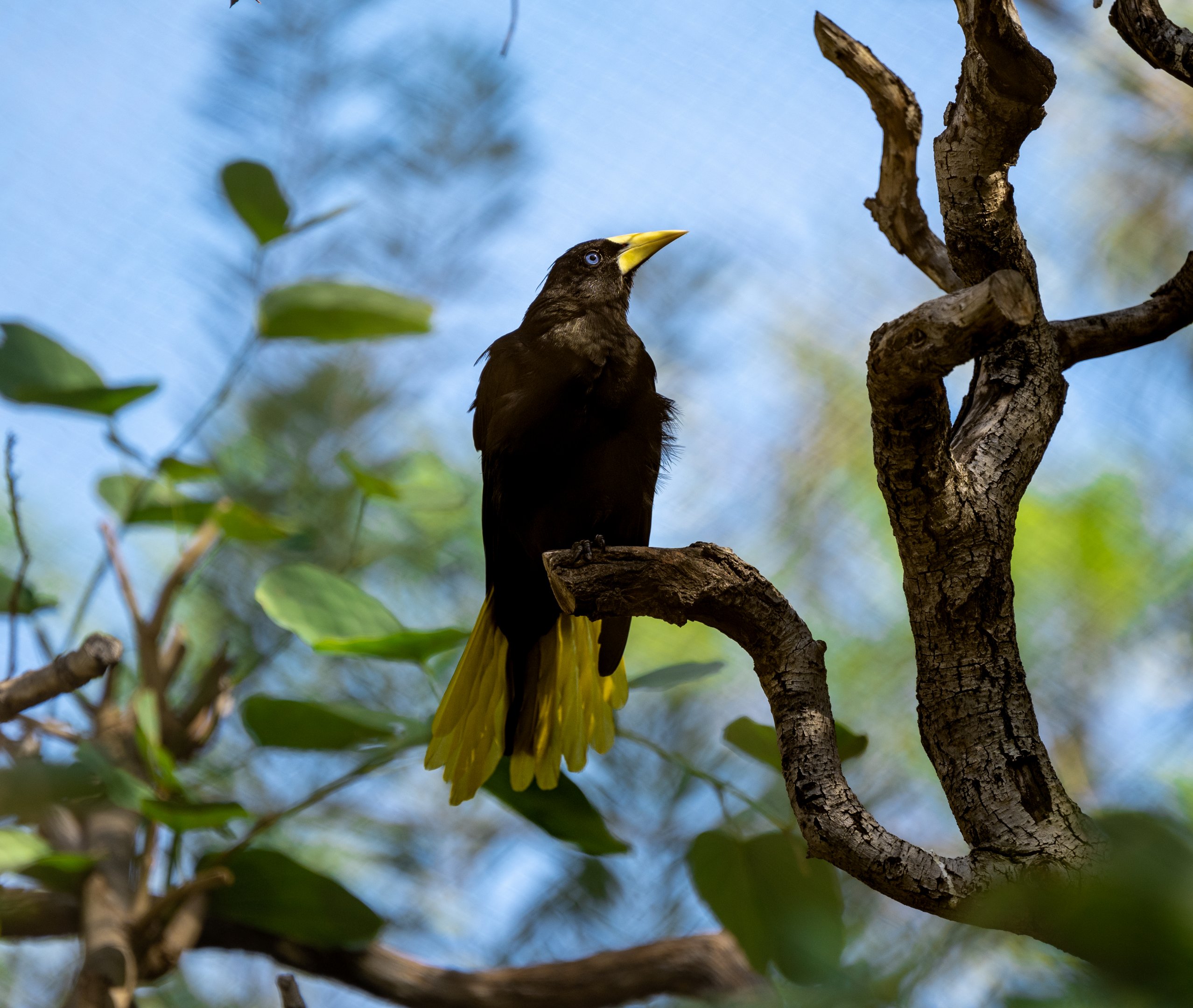 Crested Oropendola