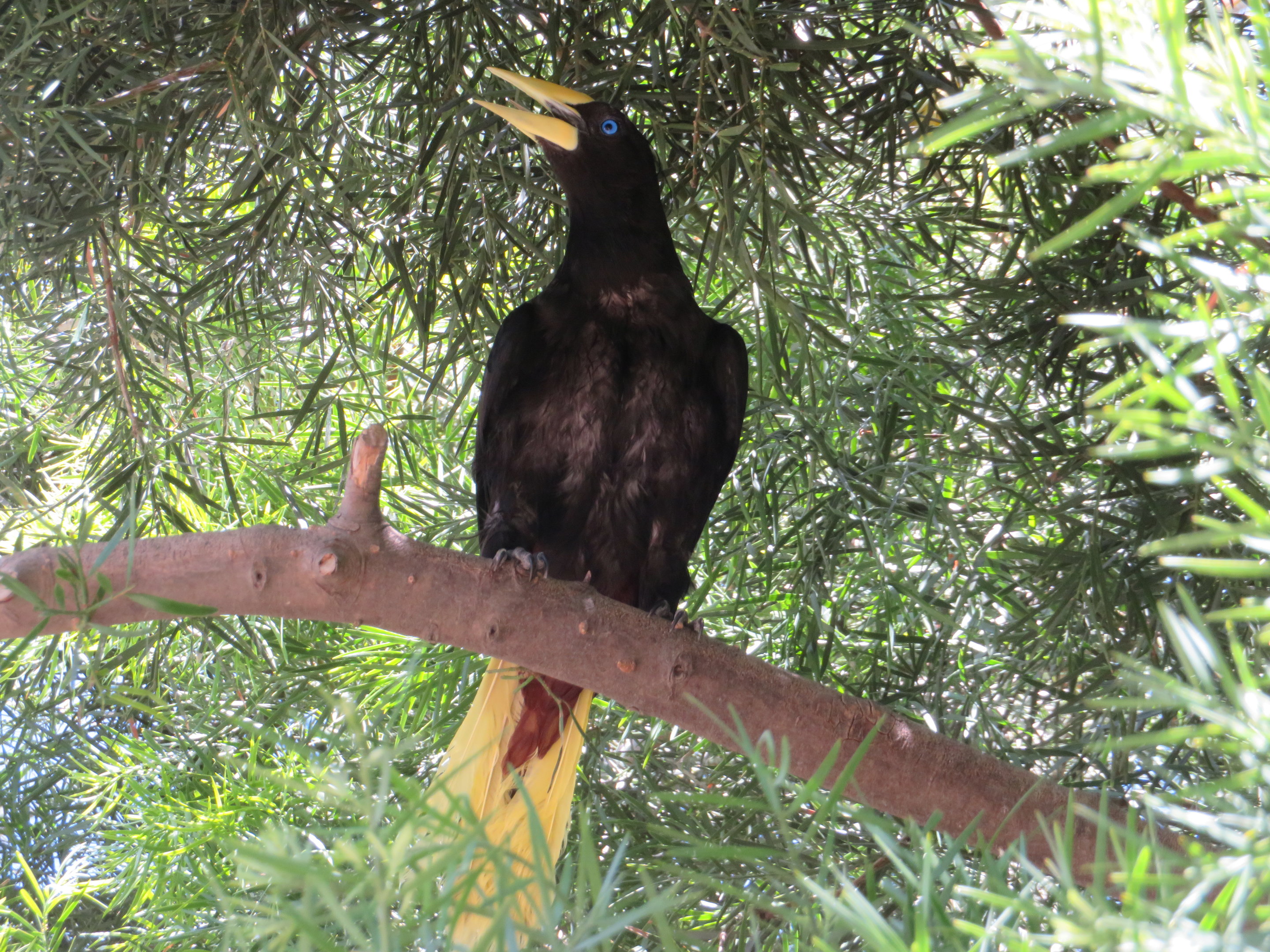 Crested Oropendola