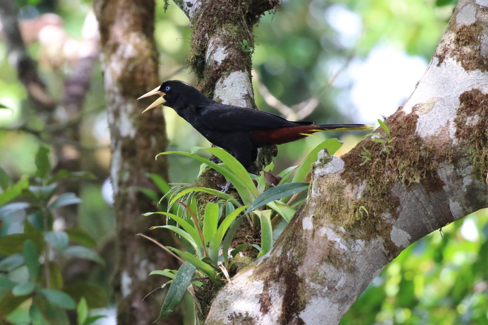Crested Oropendola