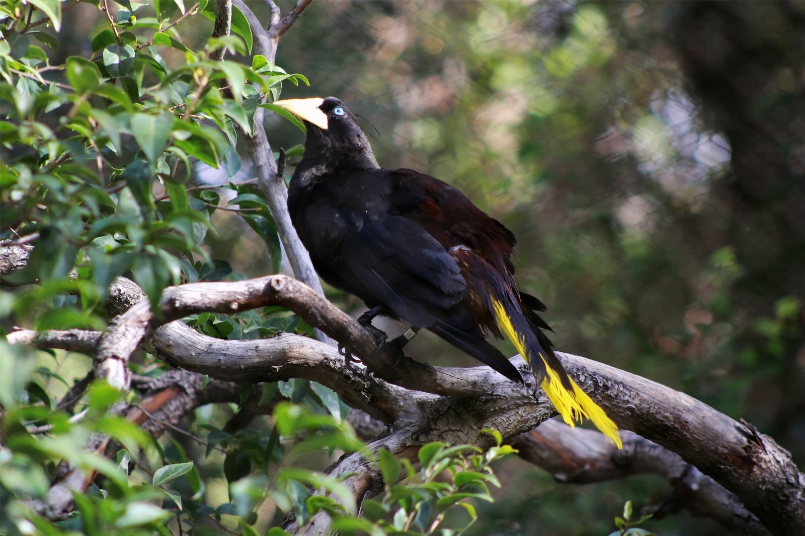 Crested Oropendola