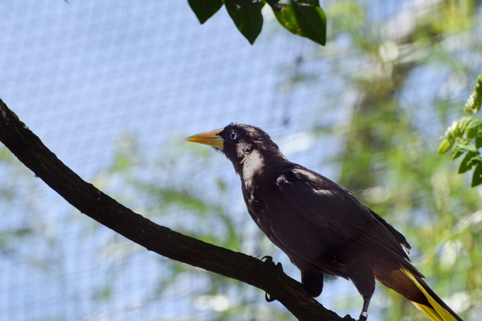 Crested oropendola