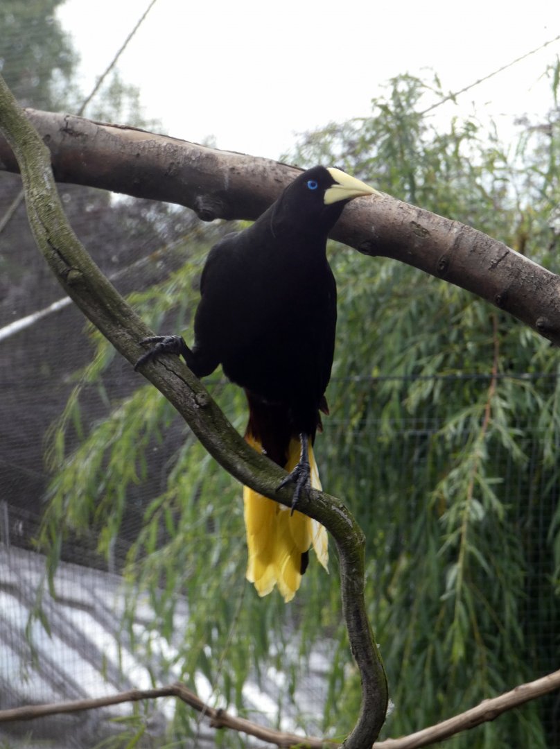 Crested oropendola