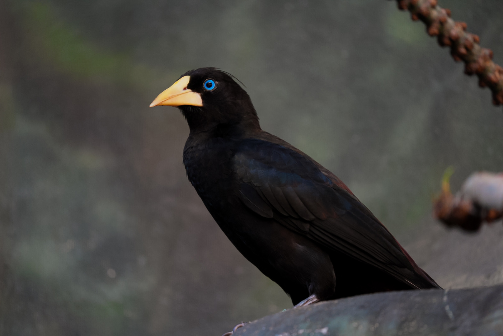 Crested Oropendola