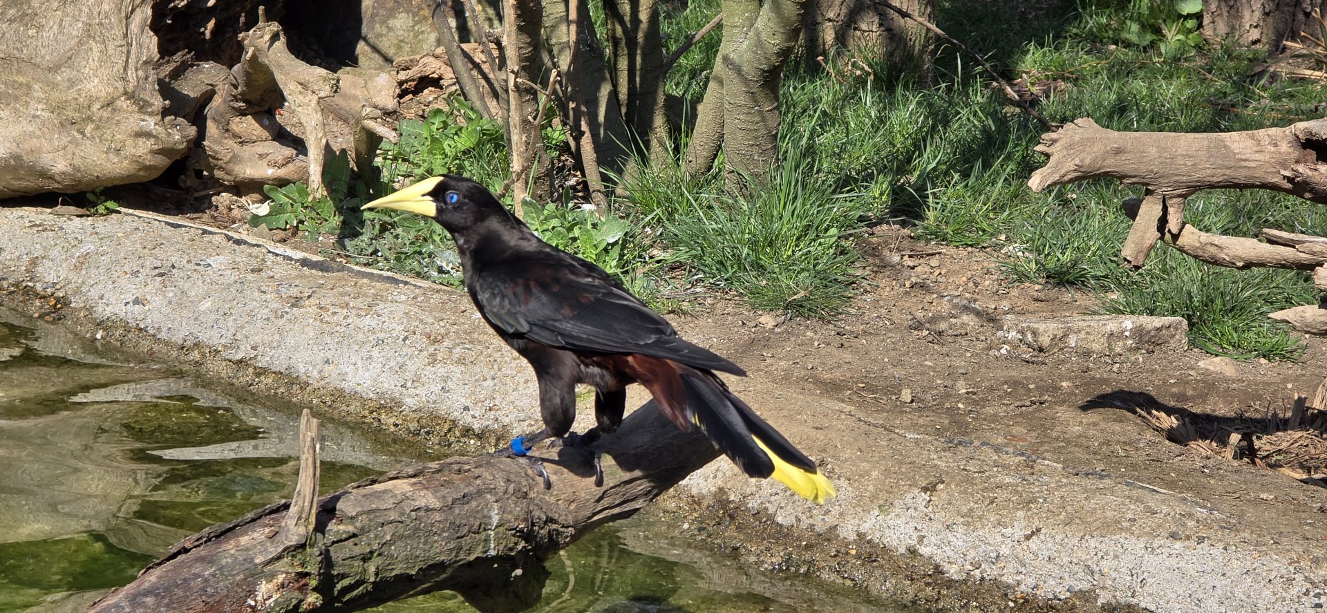 Crested oropendola