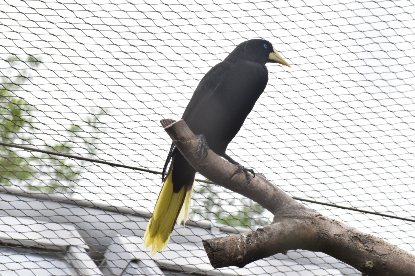 Crested oropendola
