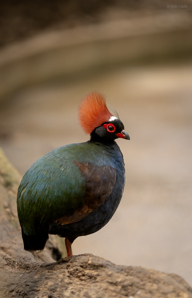 Crested partridge : Cotswold WP : 14 Mar 2025