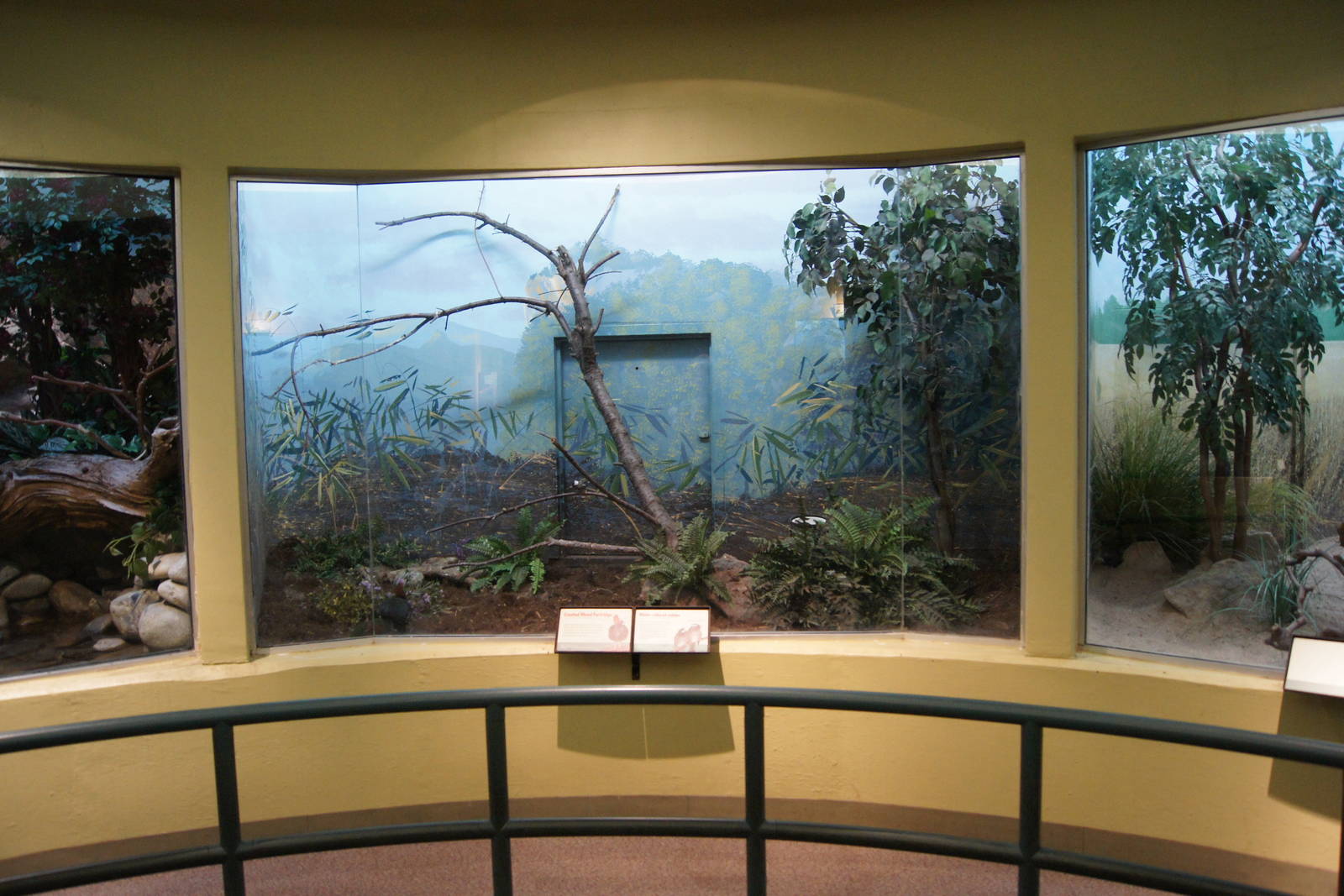 Crested Partridge Exhibit