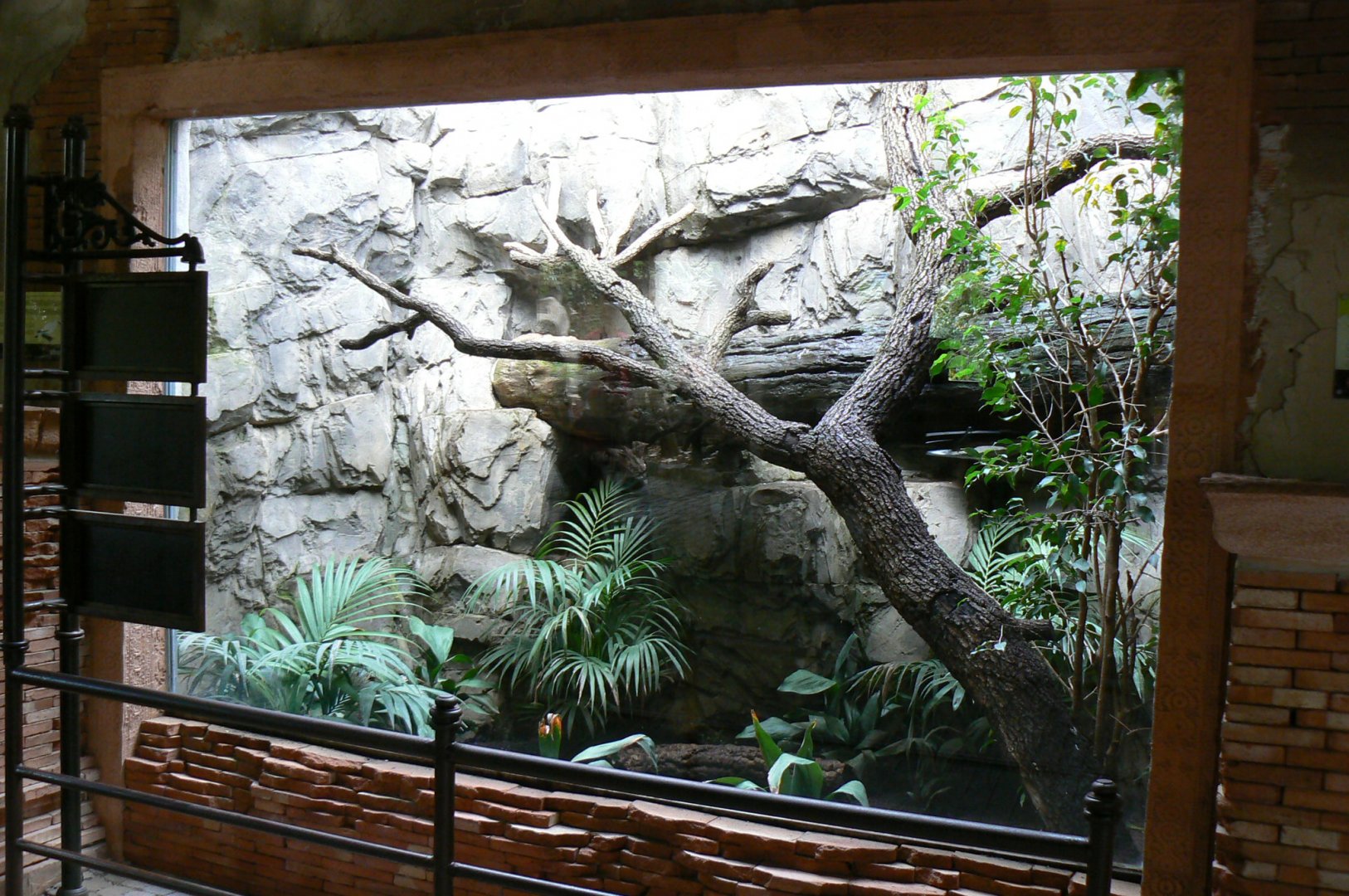 Crested partridge exhibit