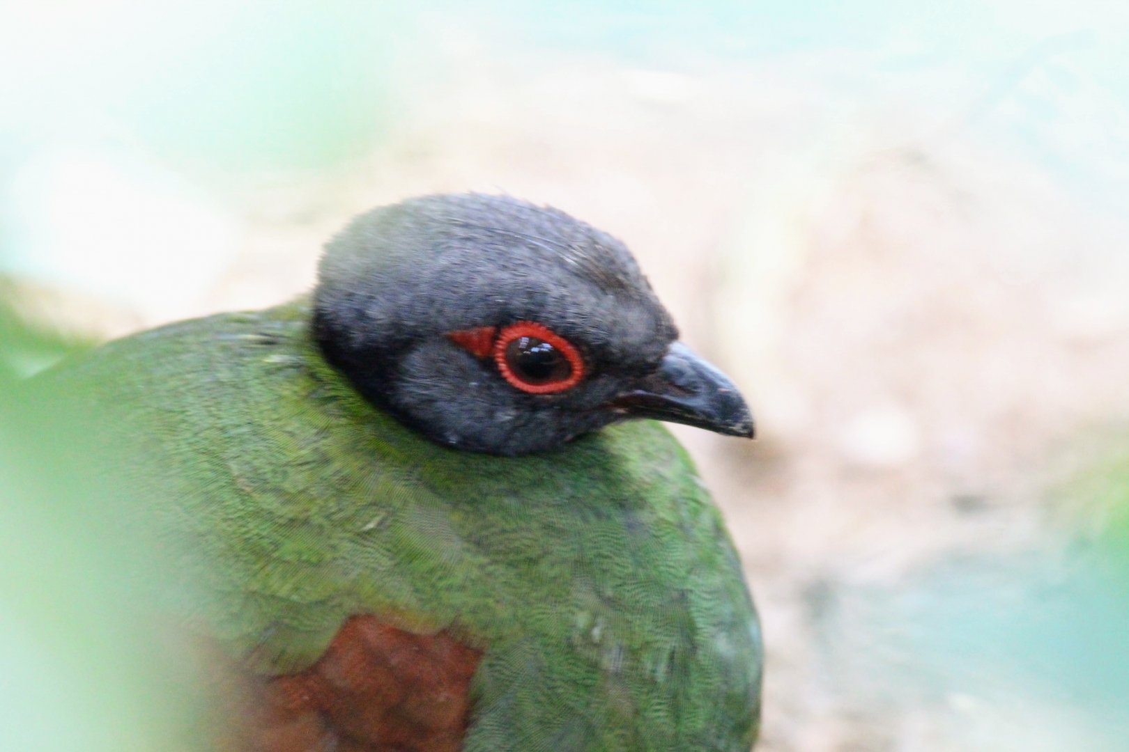 Crested Partridge - female