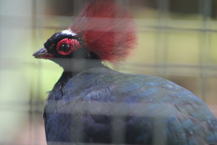 Crested partridge (Rollulus rouloul) - Bird Park