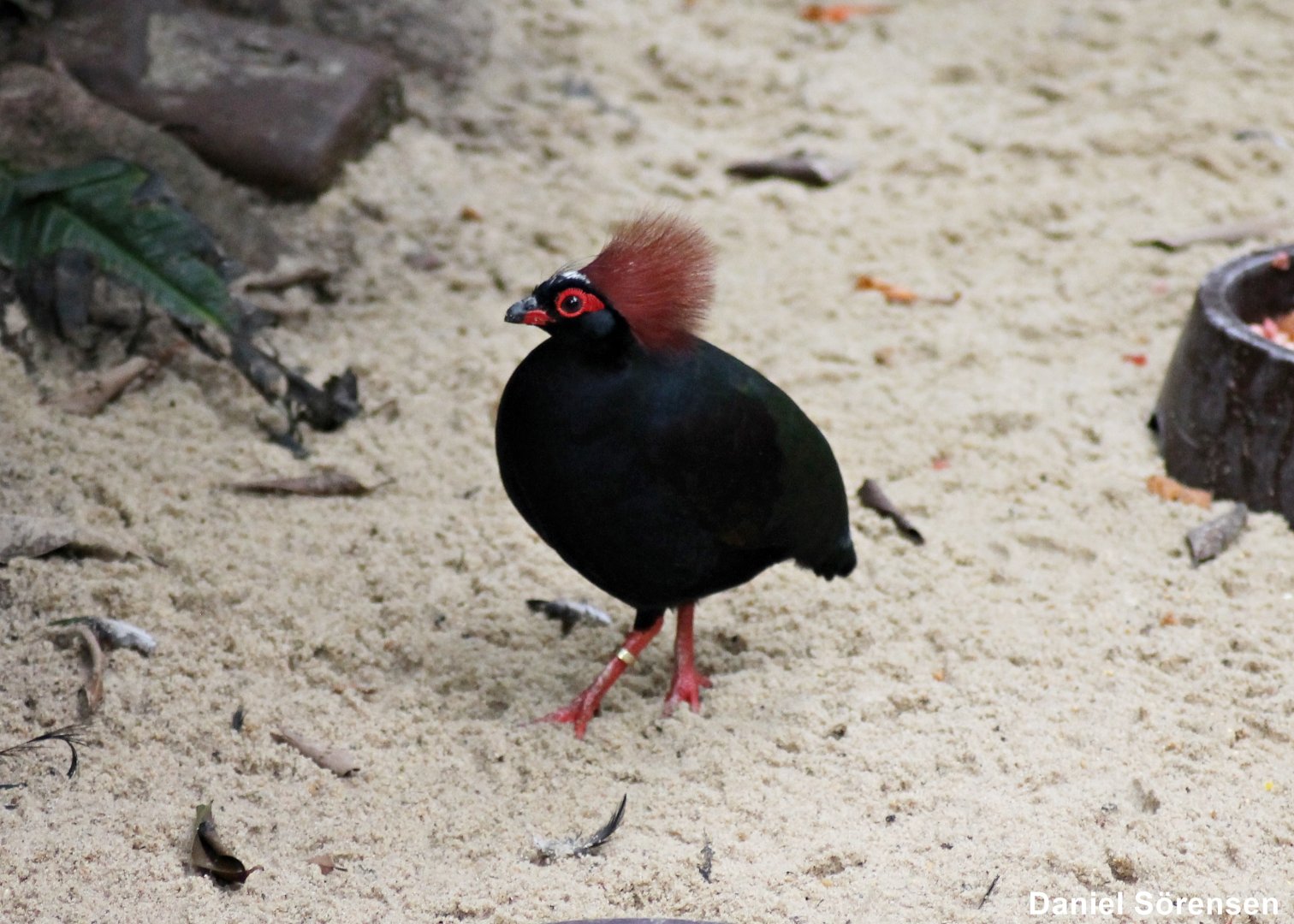 Crested partridge (Rollulus rouloul)