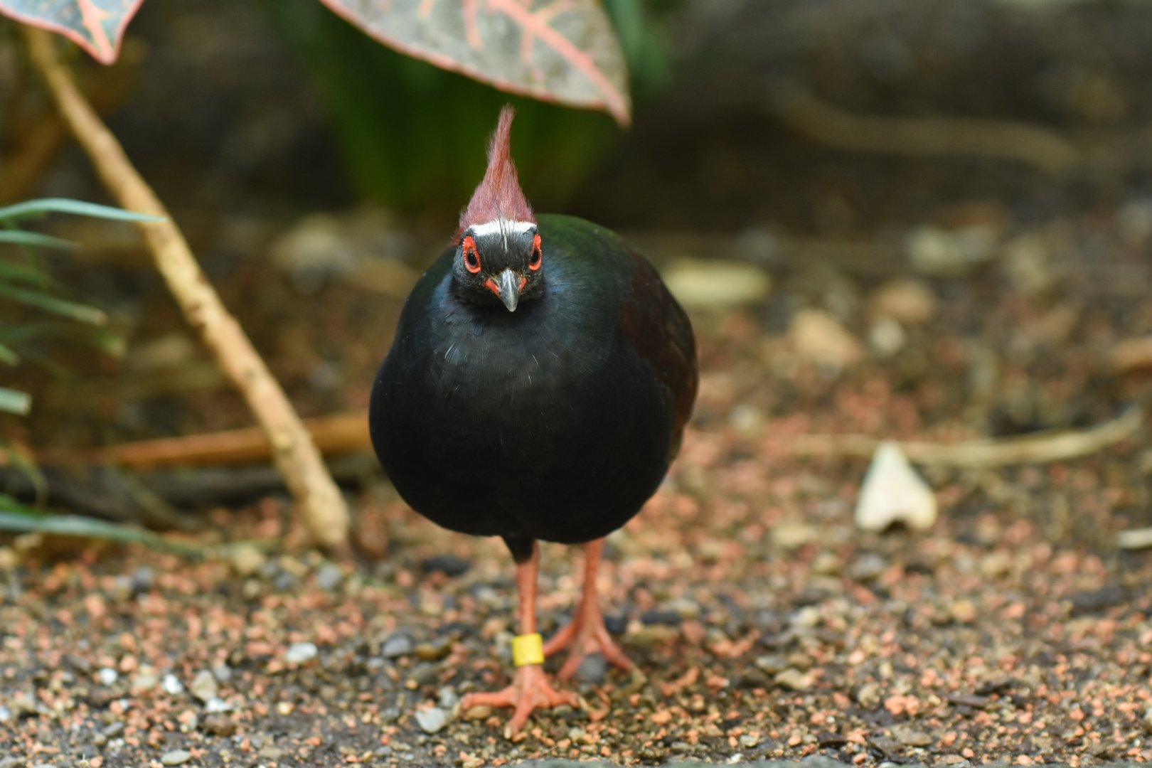 Crested partridge (Rollulus rouloul)