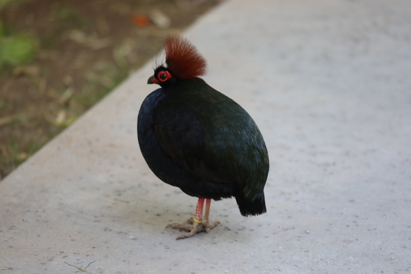 Crested partridge (Rollulus rouloul)