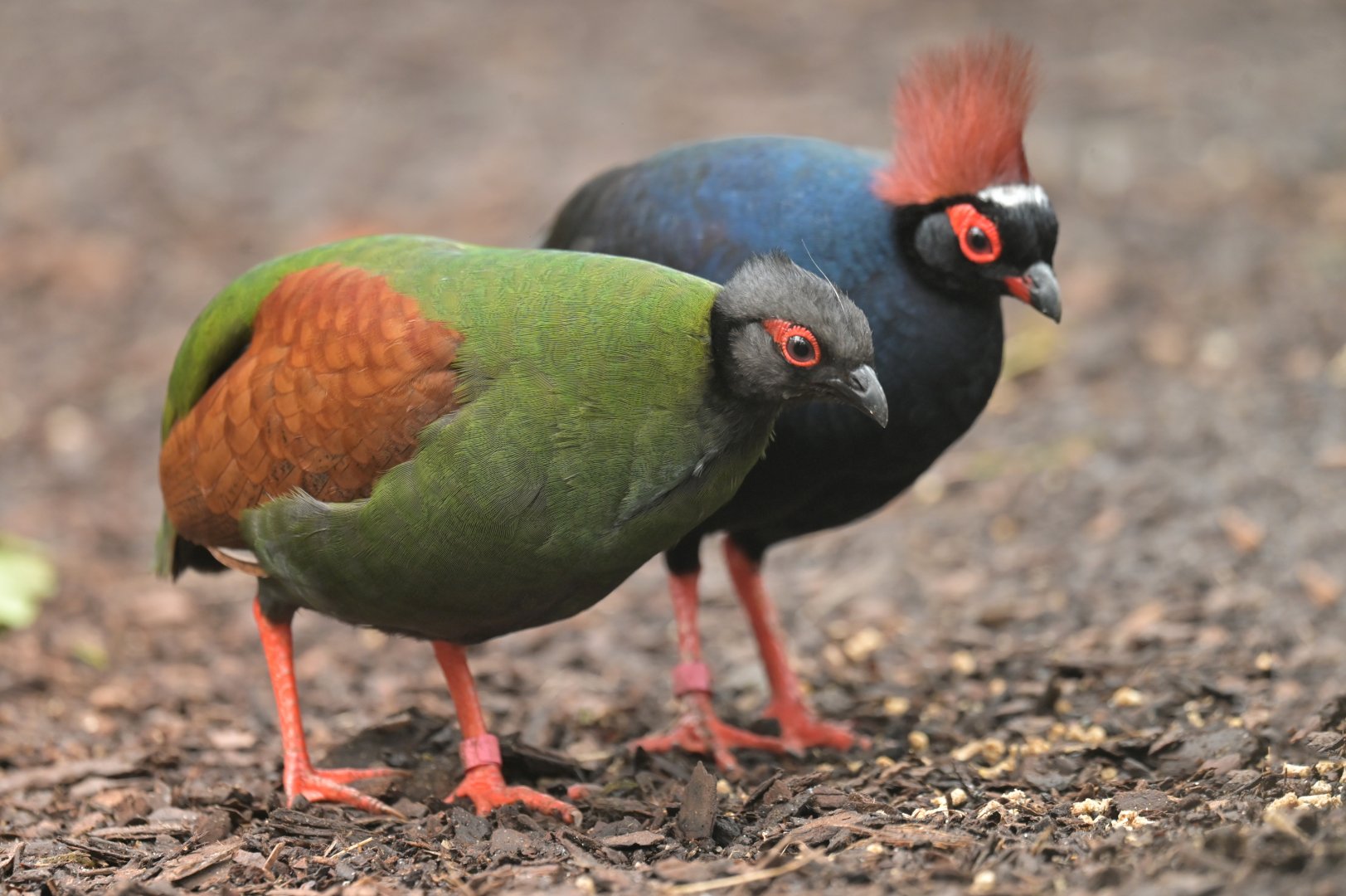Crested Partridge Rollulus rouloul