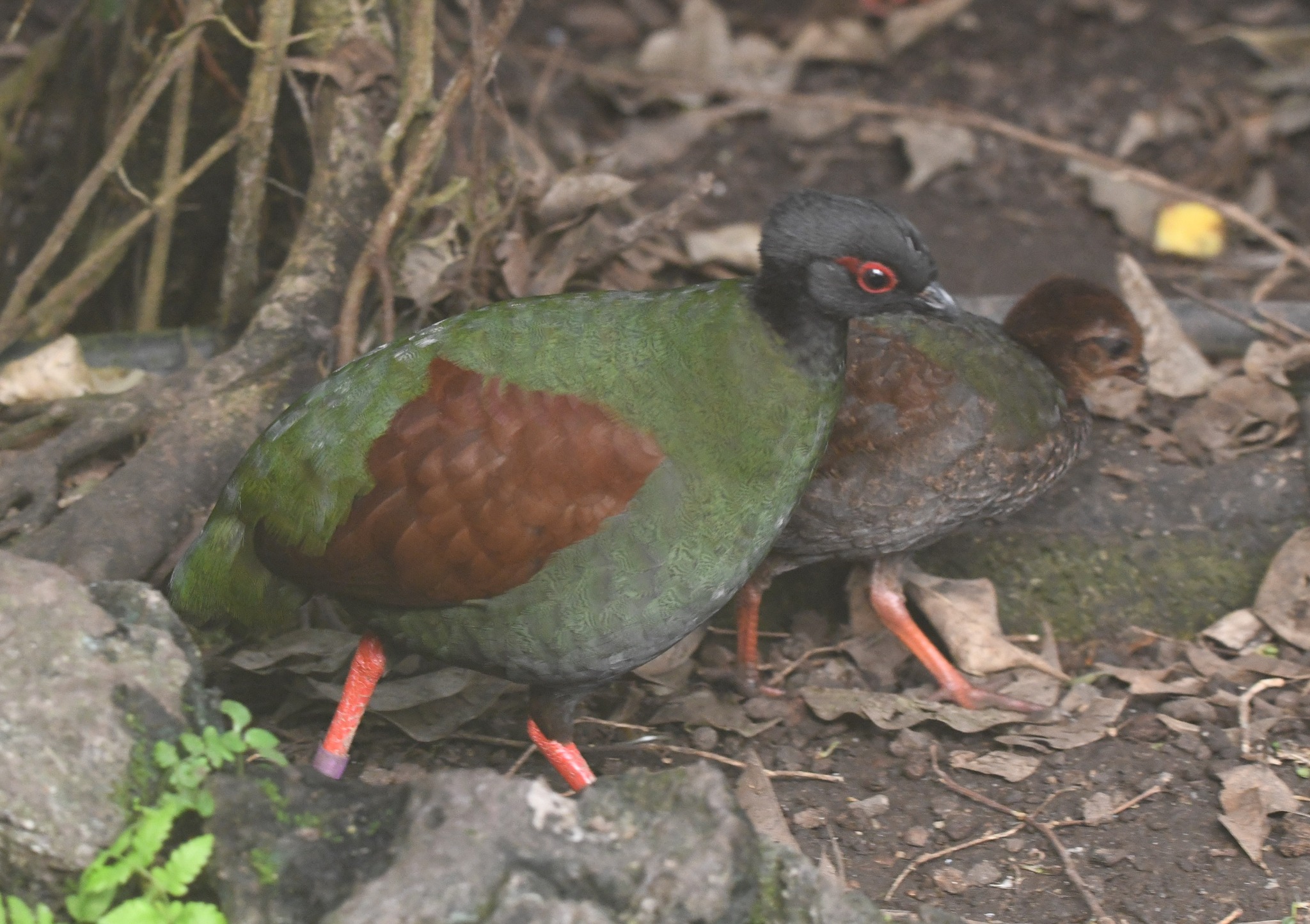 Crested Partridge - Rollulus rouloul