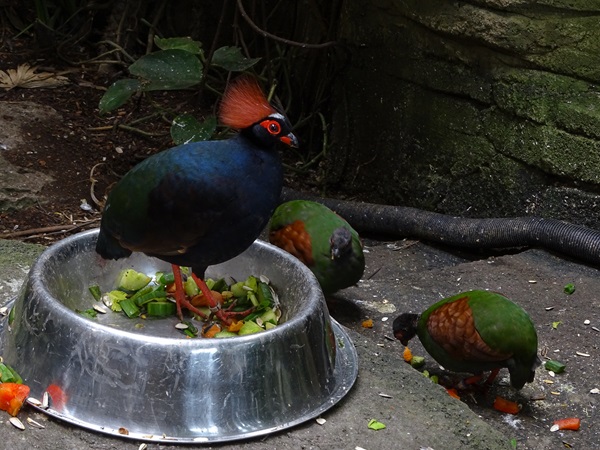 Crested partridge (Rollulus rouloul)