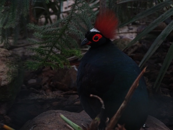 Crested partridge (Rollulus rouloul)