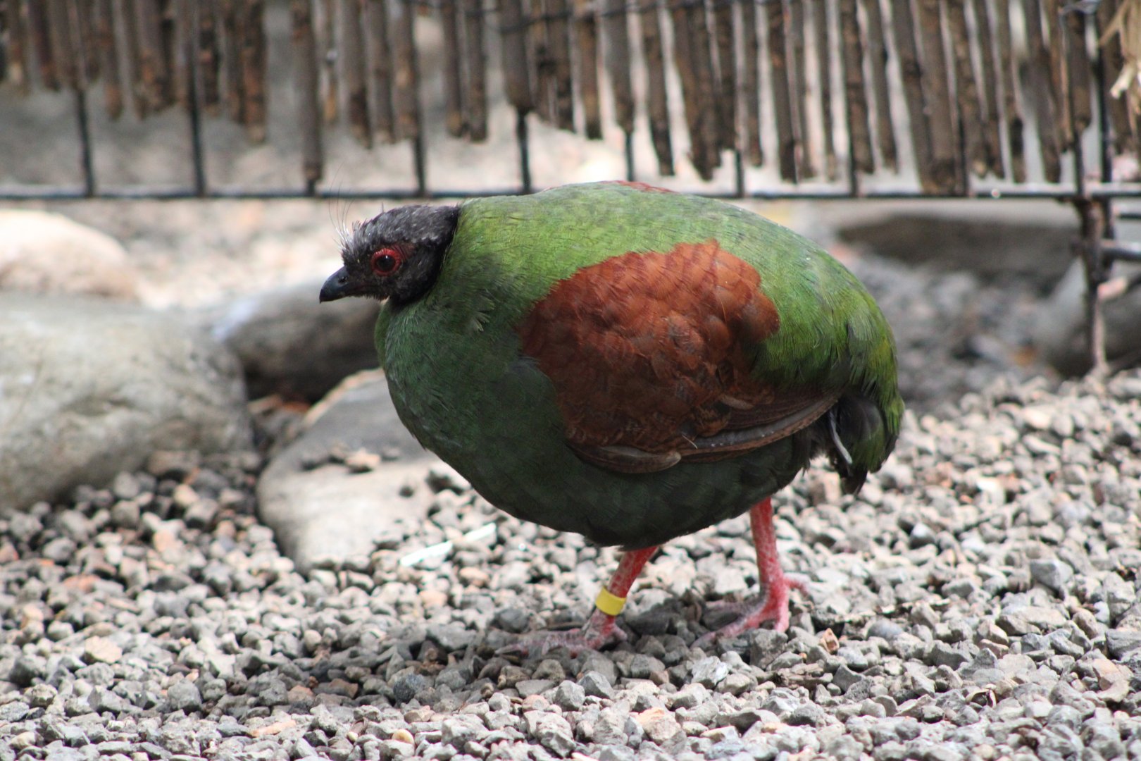 Crested Partridge (Rollulus rouloul)