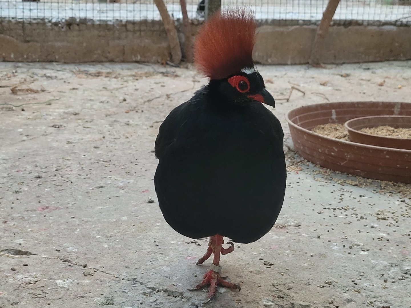 Crested partridge -Zoo de Santillana del Mar (2023)