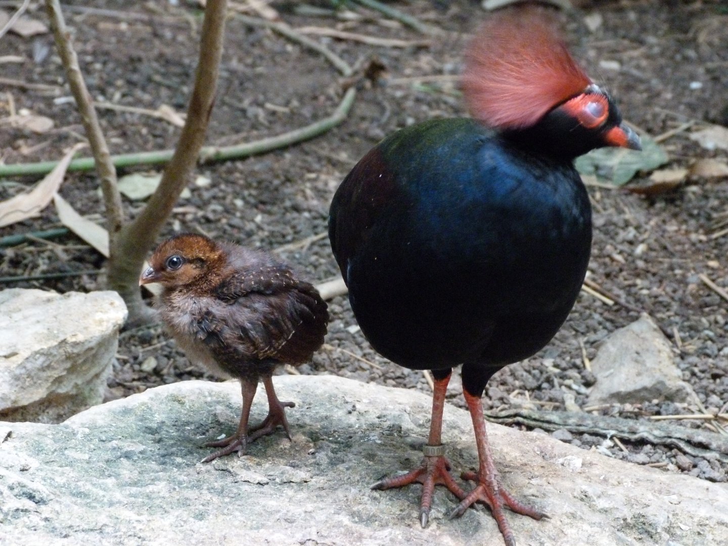 Crested partridge -Zoologischer Garten Berlin (2024)