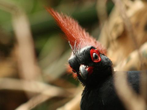 Crested Partridge