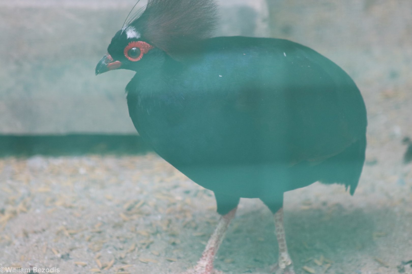 Crested Partridge