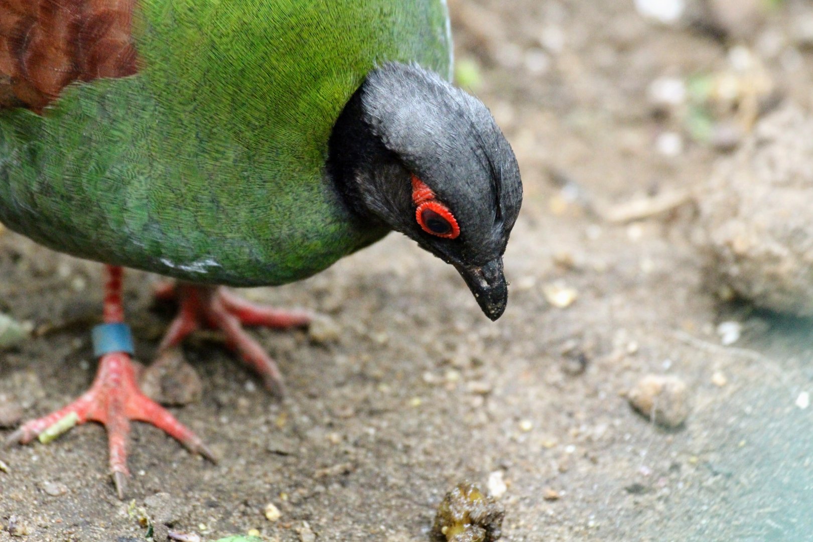 Crested Partridge