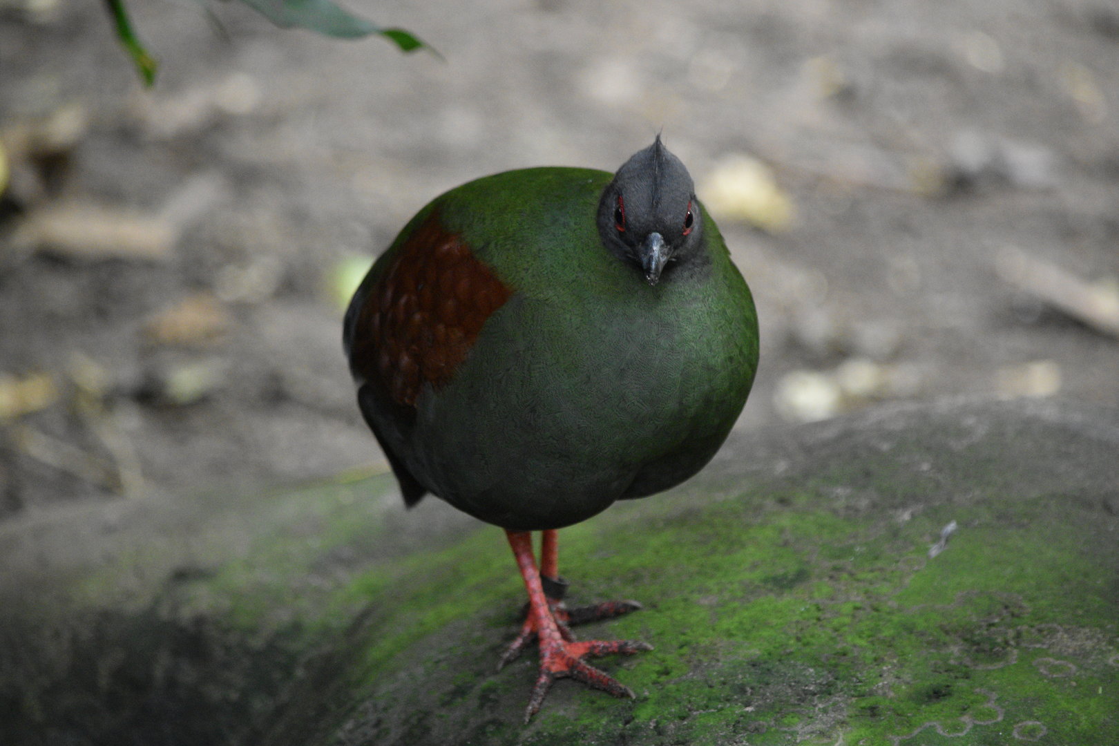 Crested Partridge