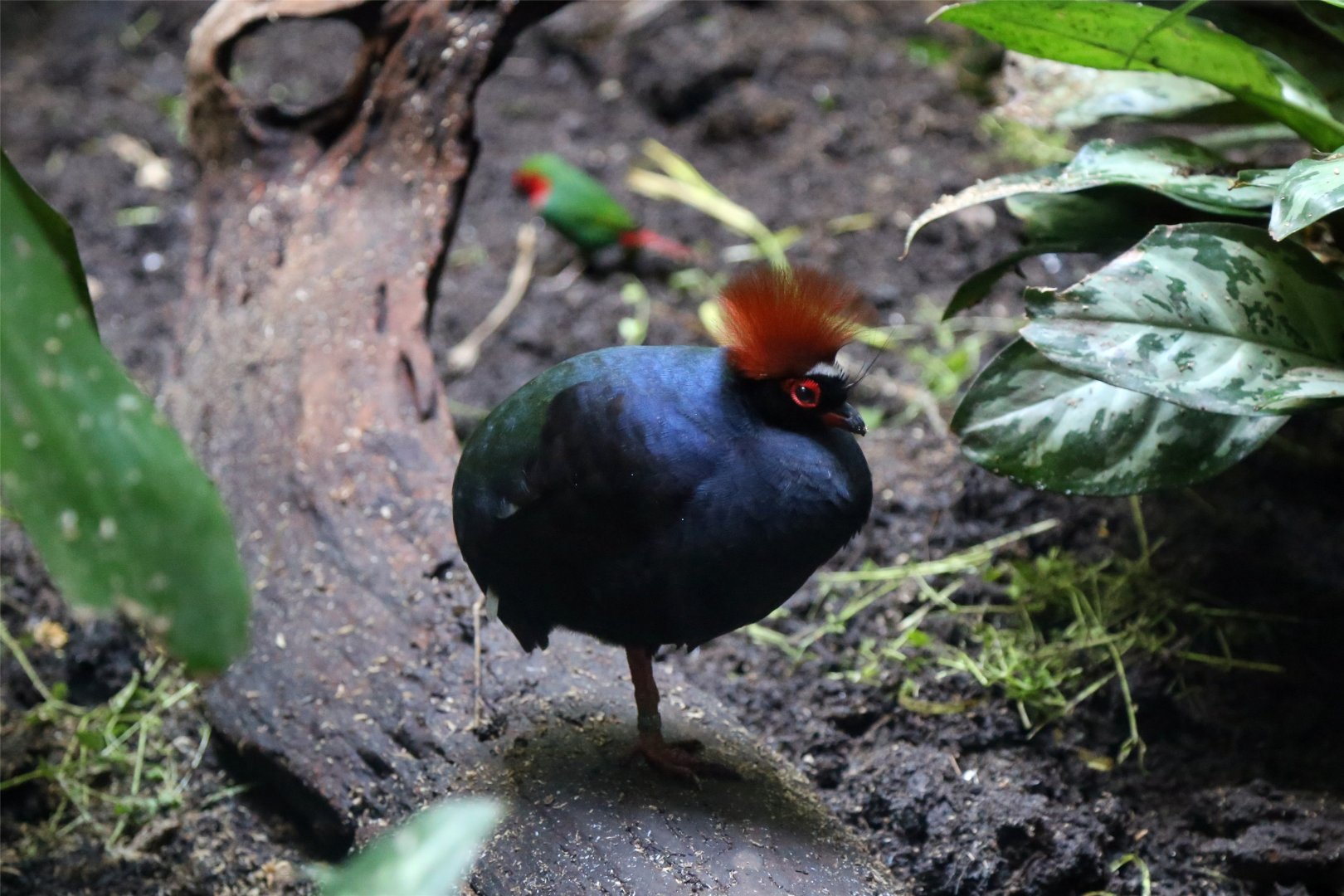 Crested Partridge