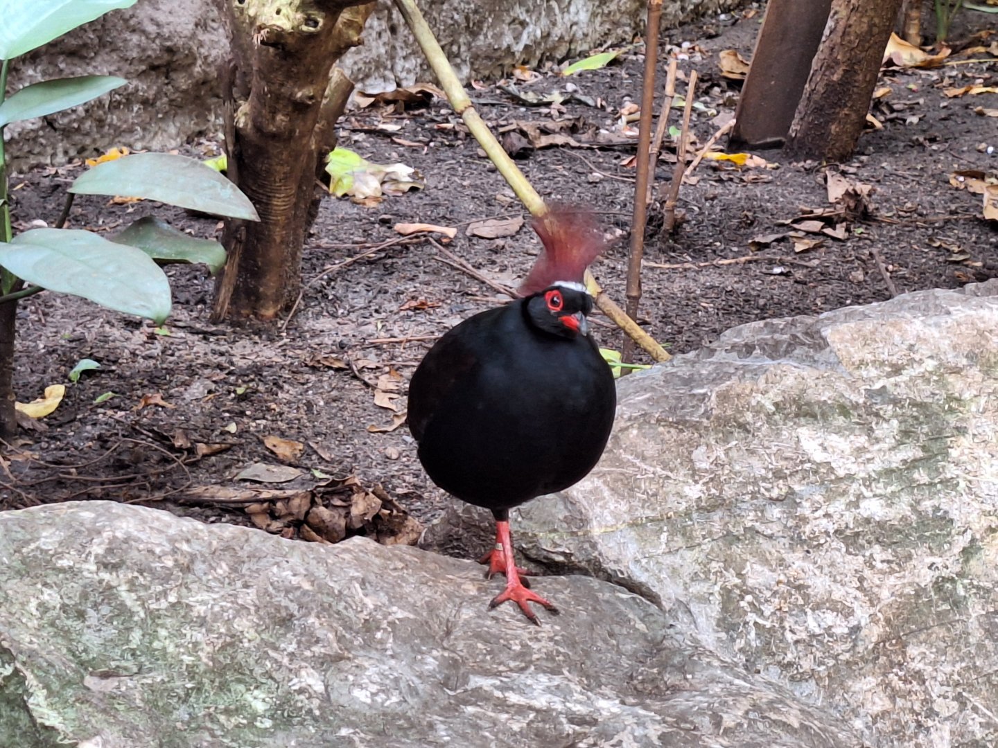 Crested Partridge