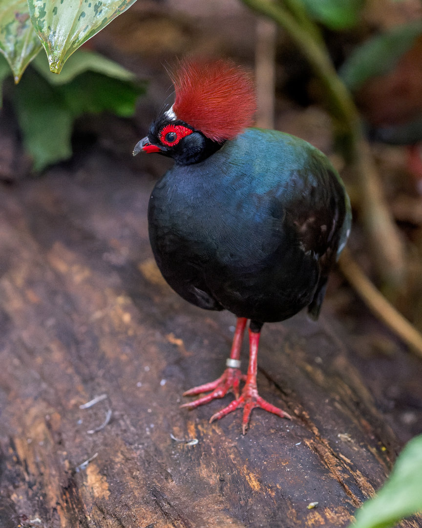 Crested Patridge / Chester Zoo / 9-9-22