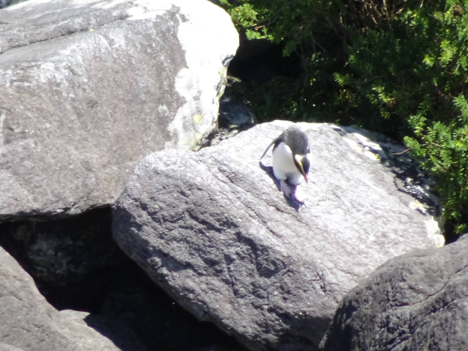 Crested Penguin, Milford Sound, November 2015