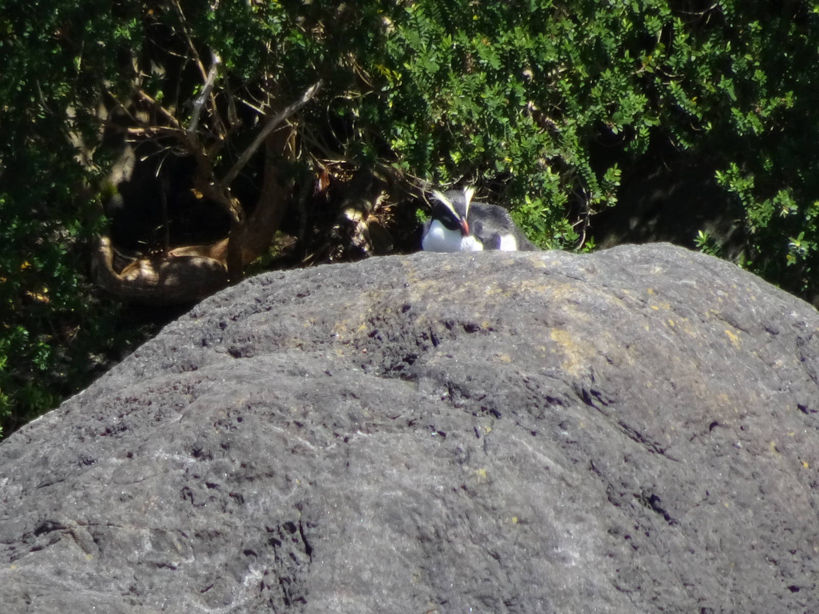 Crested Penguin, Milford Sound, November 2015