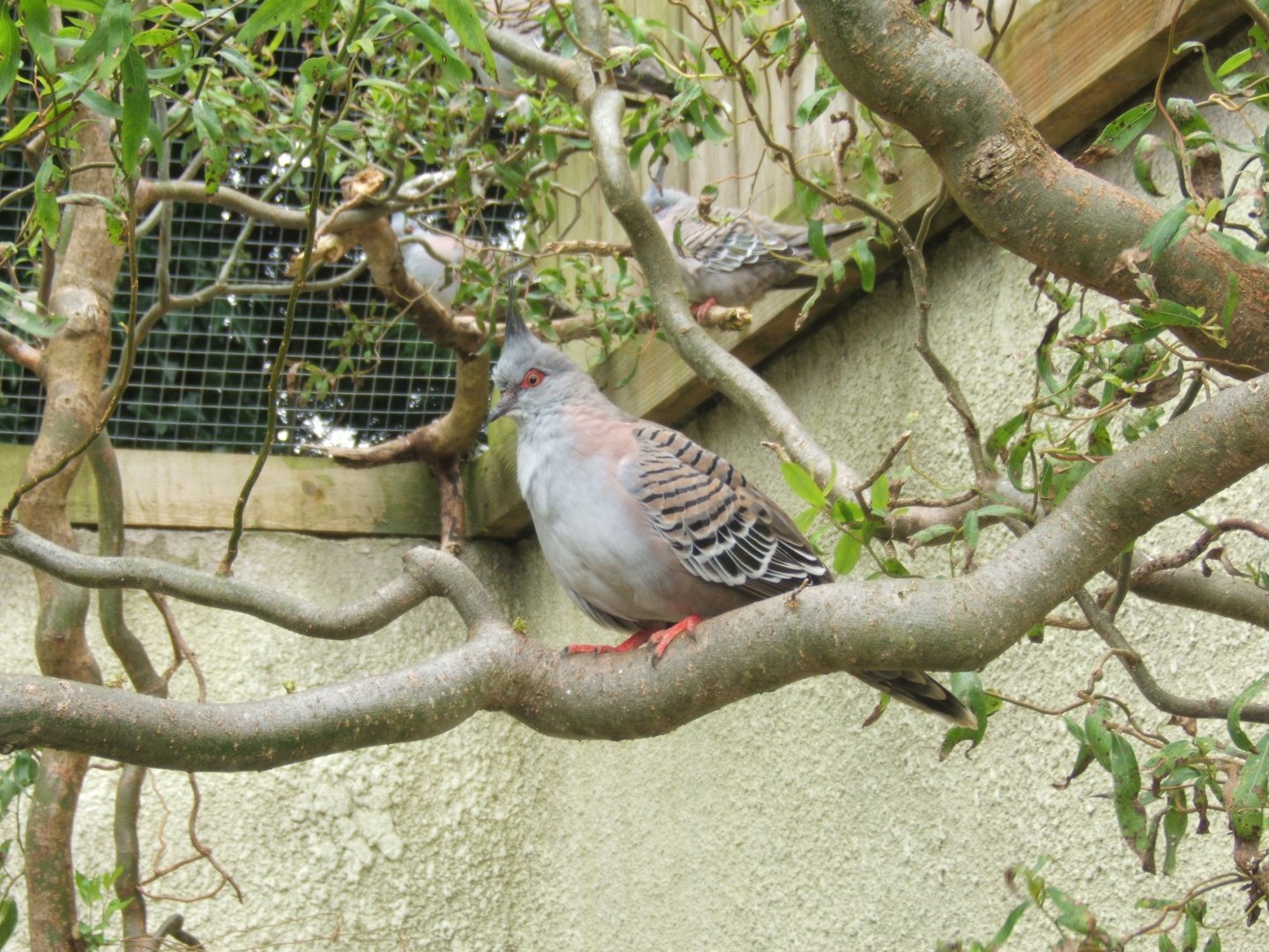 Crested Pigeon 10/09/2017