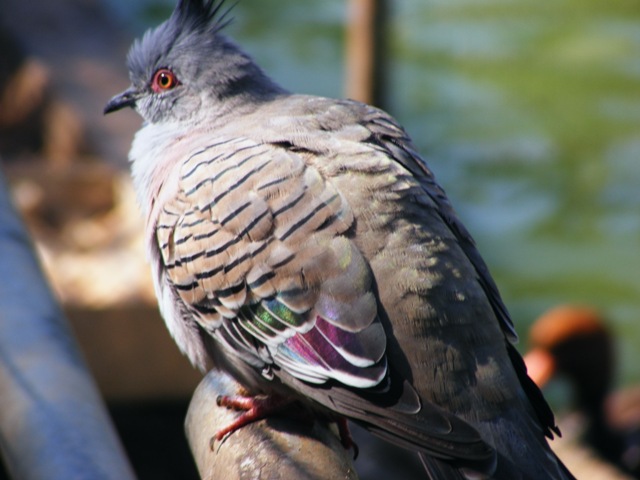 Crested Pigeon 22.1.10