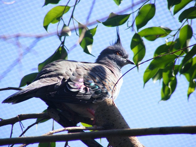 Crested Pigeon 22.1.10