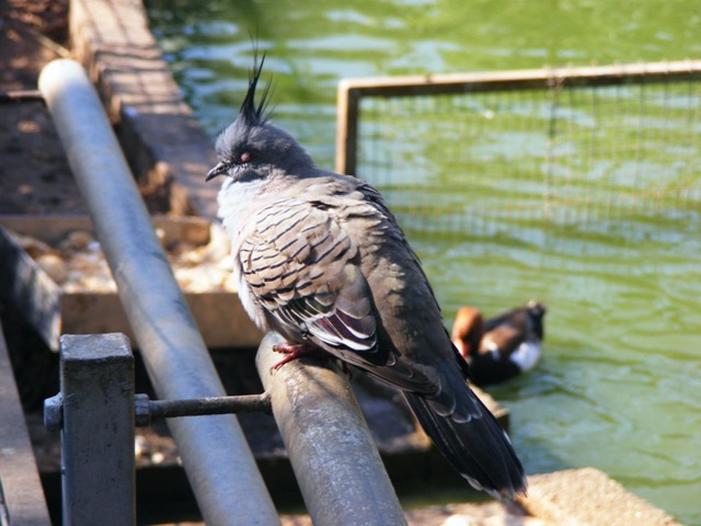 Crested Pigeon 22.1.10