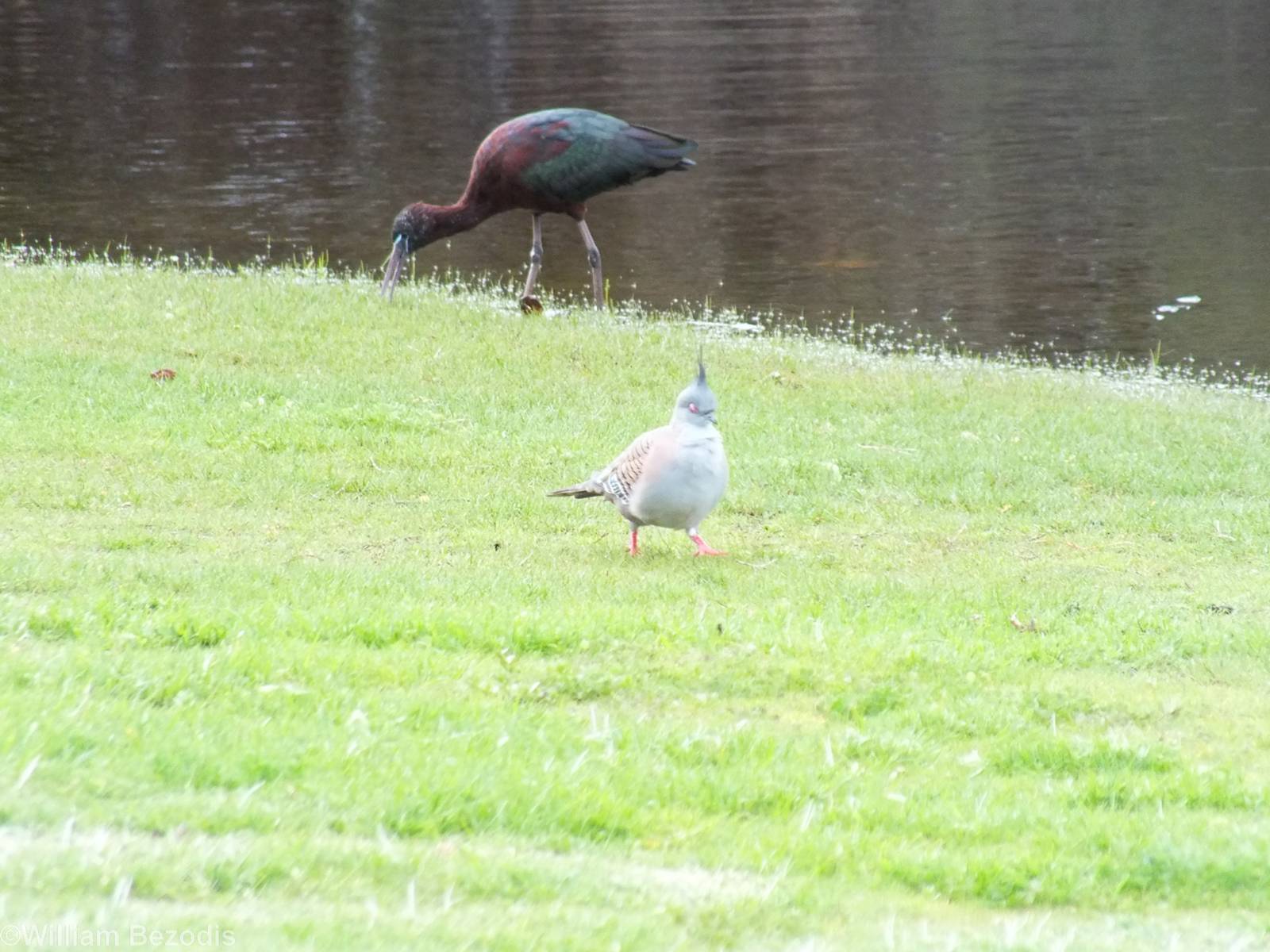 Crested Pigeon and Glossy Ibis
