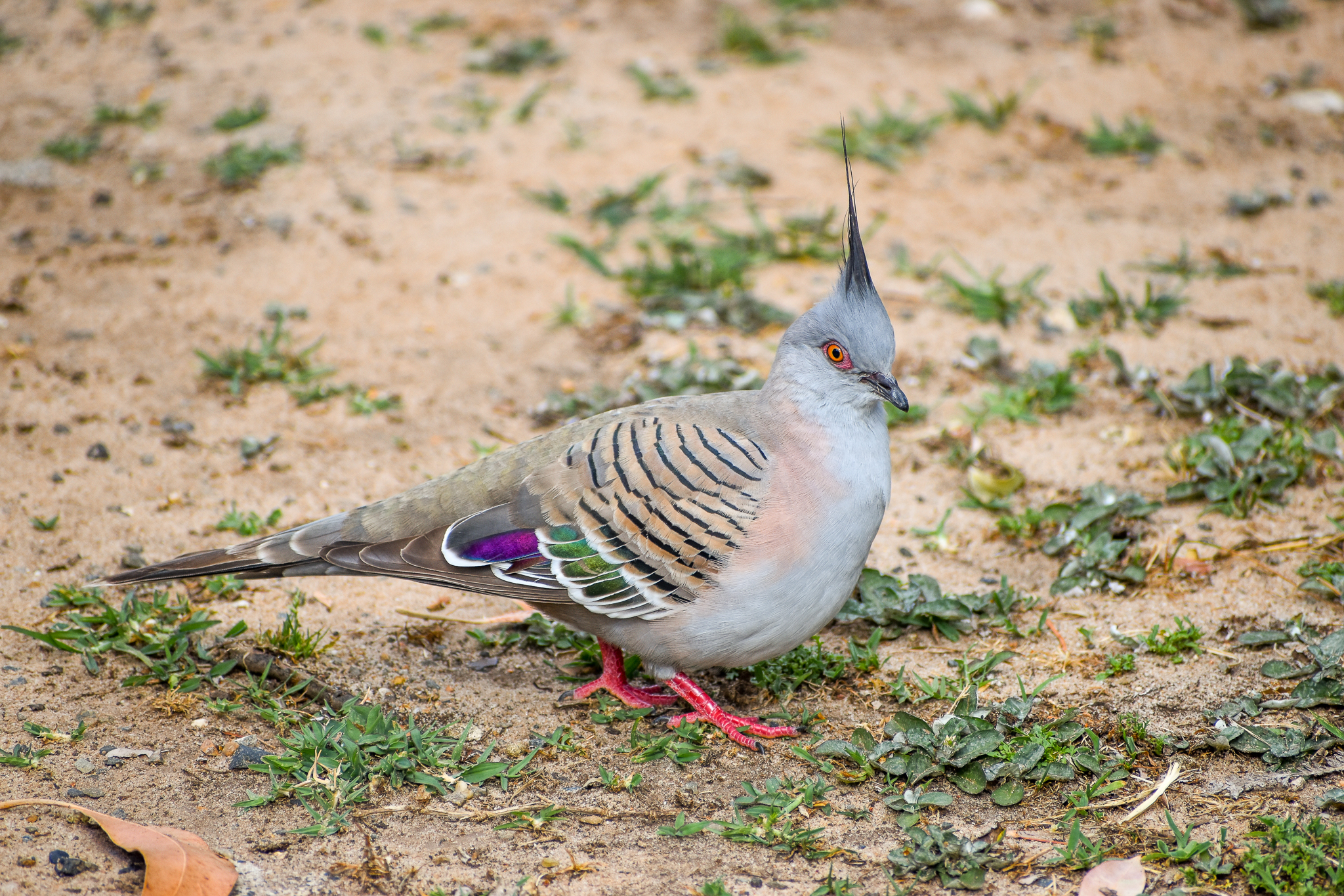 Crested Pigeon at Taronga's Entrance