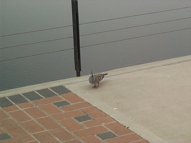 crested pigeon/dove centennial park 2001