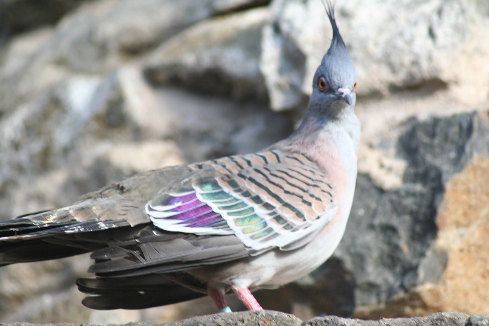 Crested pigeon -Edinburgh 07