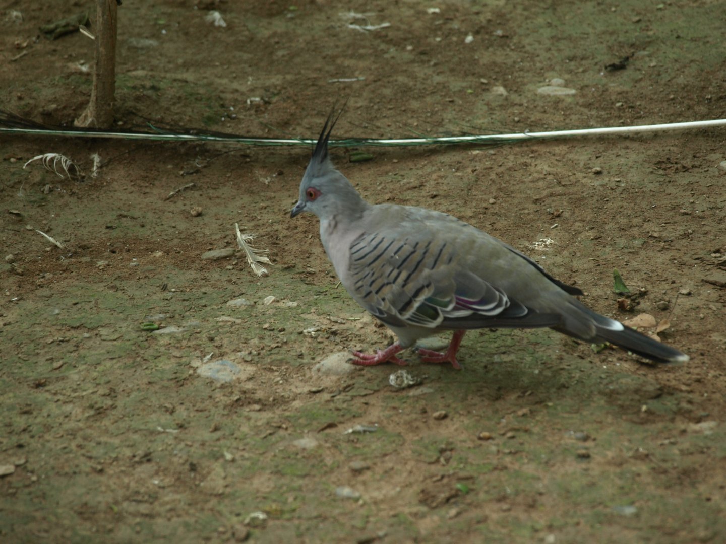 Crested pigeon - Lake View Point Bird park 12/7/2018