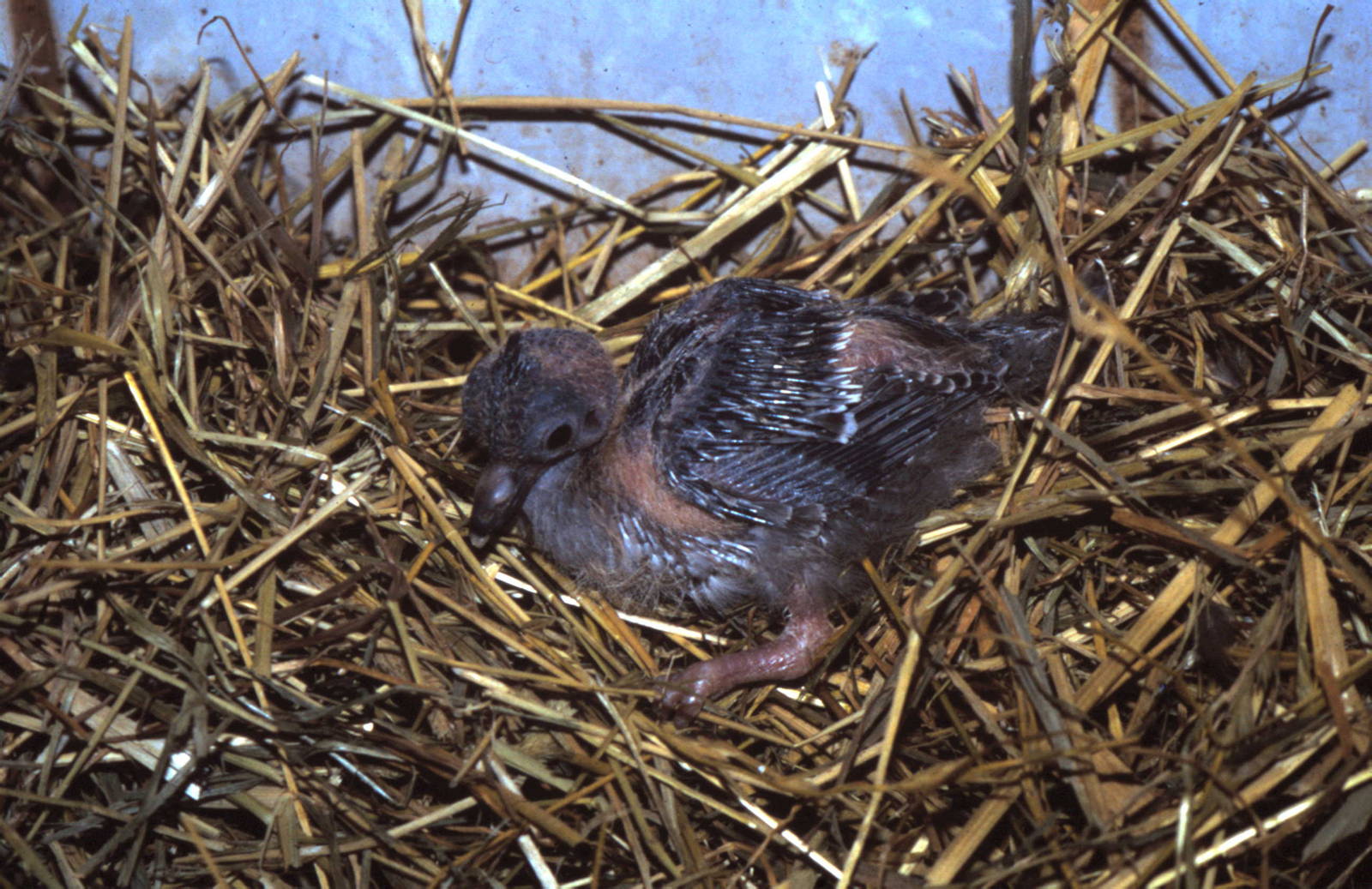 Crested pigeon nestling