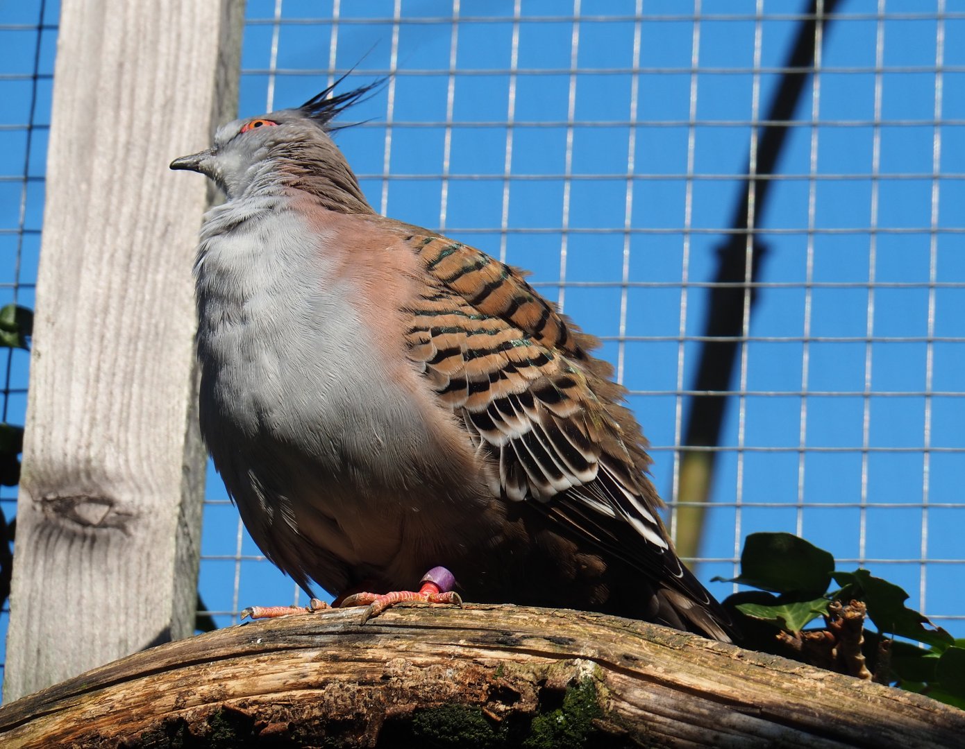 Crested pigeon (Ocyphaps lophotes), 2019-03-30