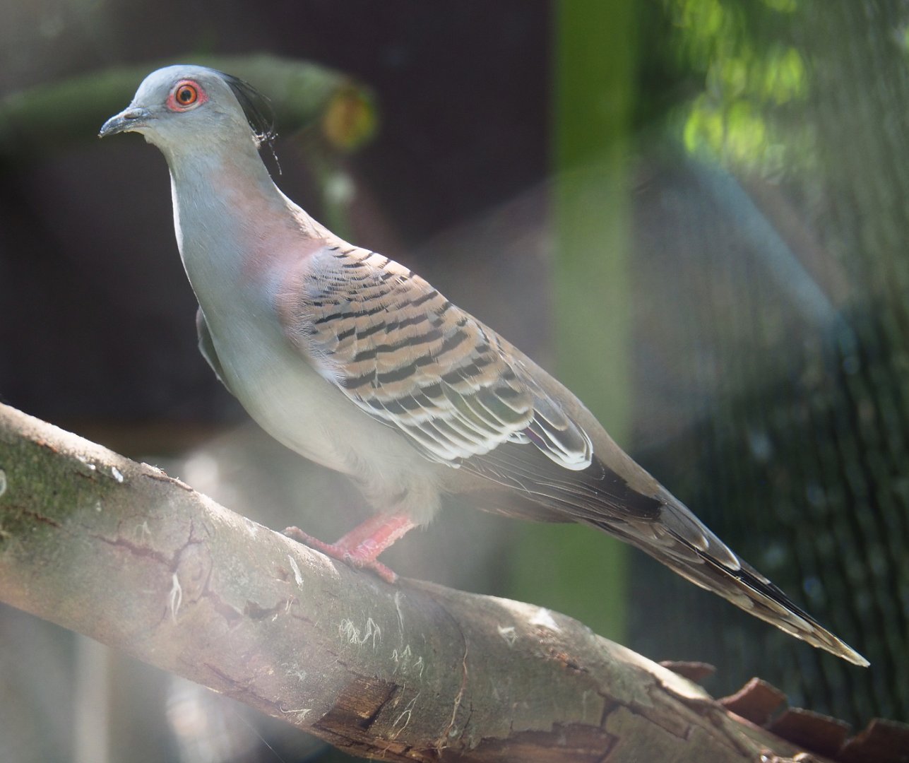Crested pigeon (Ocyphaps lophotes), 2019-06-01