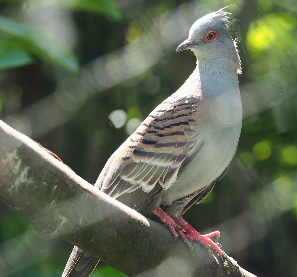 Crested pigeon (Ocyphaps lophotes), 2019-06-01